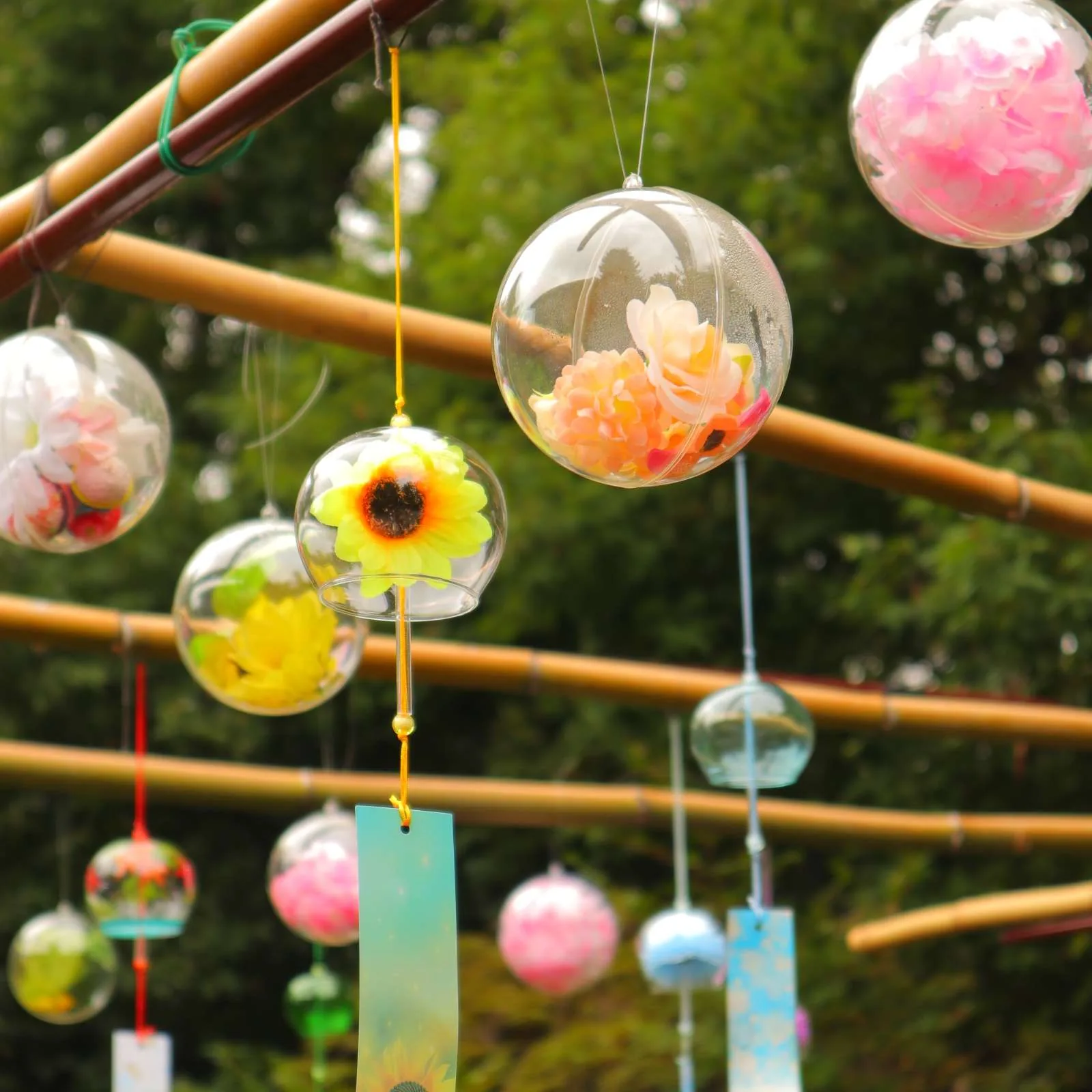 ガラス玉のなかに花が入った風鈴が並んで吊るされている。短冊が揺れている。